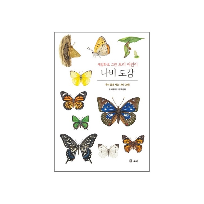 [도서] 세밀화로 그린 보리 어린이 나비 도감 (보급판)